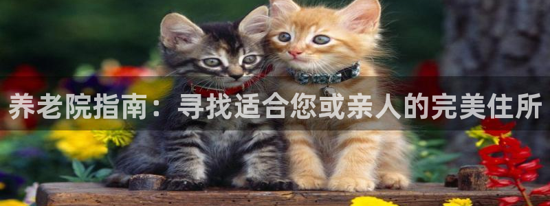 韦德 网址